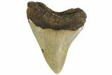 Fossil Megalodon Tooth - North Carolina #161437-1
